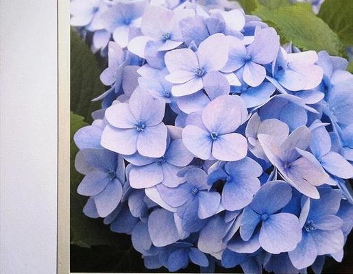 绣球花的花语代表什么？紫藤花是树还是爬藤植物？