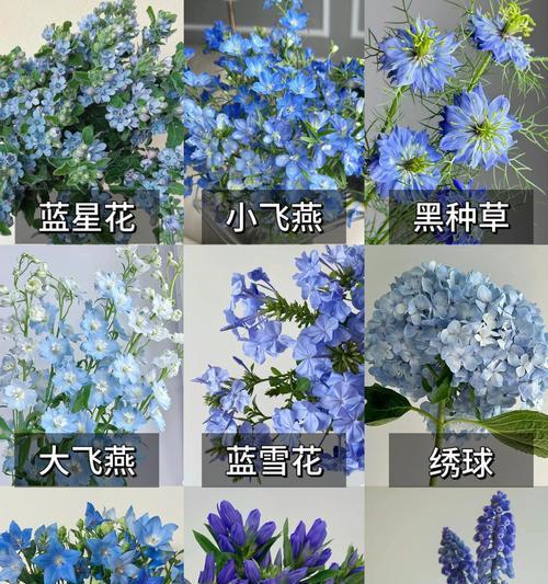 绣球花的花语有哪些？探秘樱花与其它花卉的独特魅力！