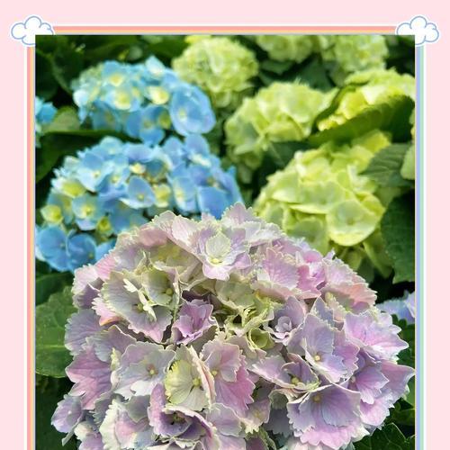 绣球花的花语有哪些？探秘樱花与其它花卉的独特魅力！