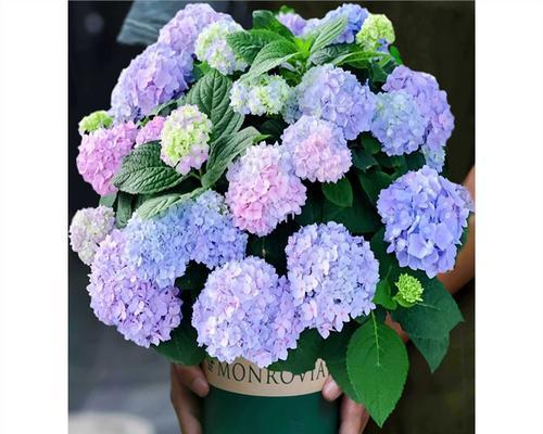 绣球花的花语代表什么？发财树的种植方法有哪些？