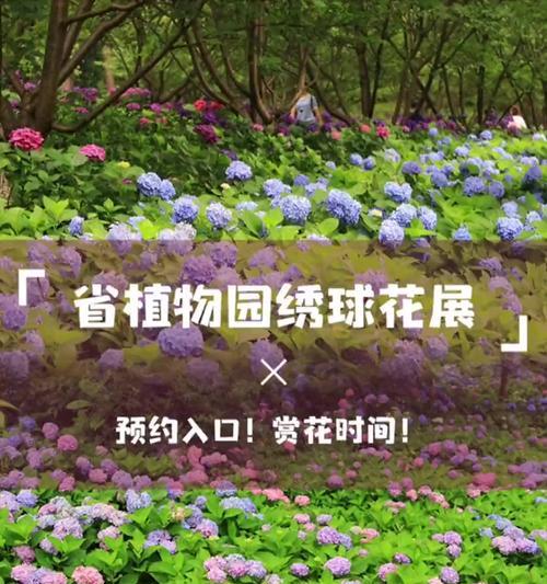 绣球花的花语代表什么？发财树的种植方法有哪些？