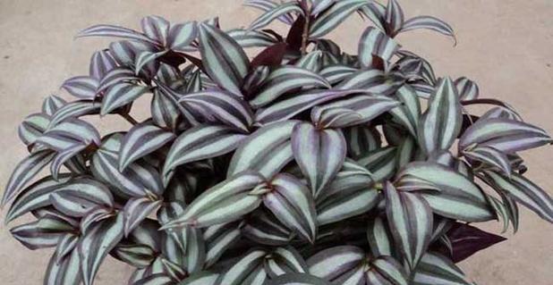 吊竹梅怎么种？种植过程中需要注意什么？