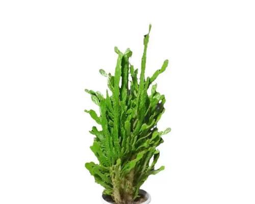 千手观音植物怎么养？家庭养护方法有哪些？