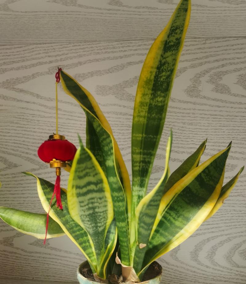 千手观音植物怎么养？家庭养护方法有哪些？