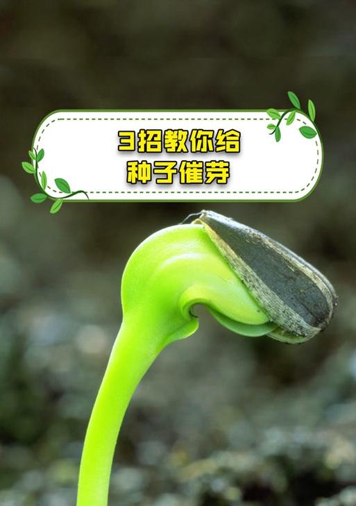 刺嫩芽种子怎么处理？催芽方法是什么？