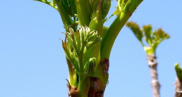 刺嫩芽种子怎么处理？催芽方法是什么？