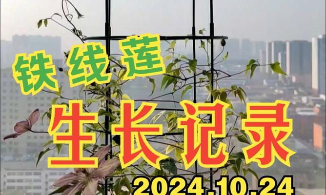 铁线莲浇水频率是多少？季节性浇水规律是什么？