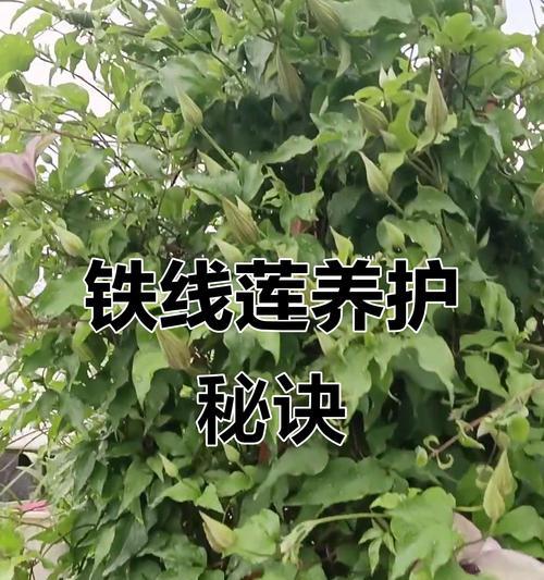 铁线莲浇水频率是多少？季节性浇水规律是什么？