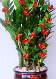 办公室适合养什么植物？小手球花有什么特点？