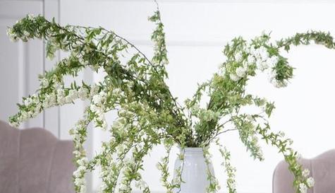 办公室适合养什么植物？小手球花有什么特点？