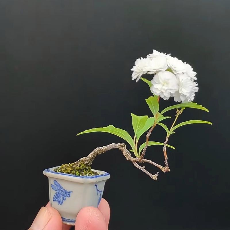 迷你小盆栽怎么养？有哪些推荐的植物？