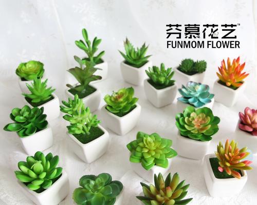 迷你小盆栽怎么养？有哪些推荐的植物？