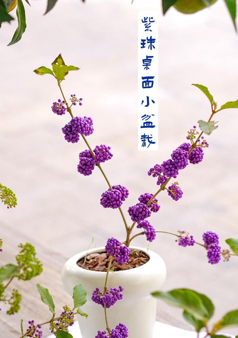 迷你小盆栽怎么养？有哪些推荐的植物？