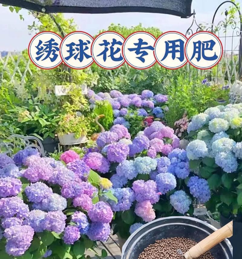 绣球花怎么养？养护技巧有哪些？