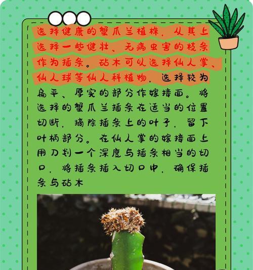 蟹爪兰怎么养？养殖方法和注意事项是什么？