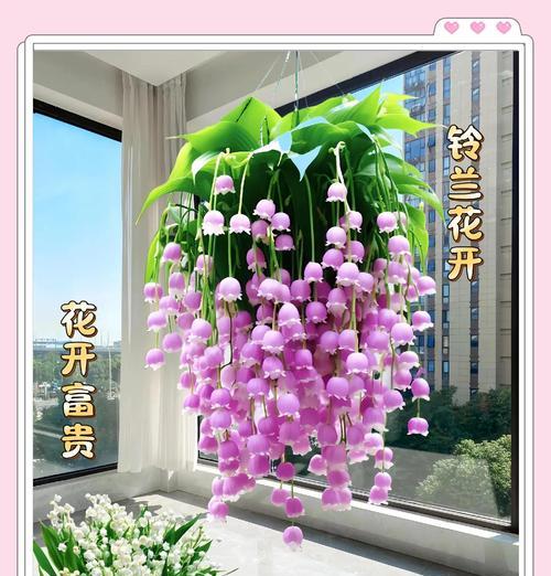 铃兰花的养护方法是什么？