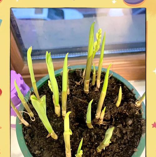铃兰花的养护方法是什么？
