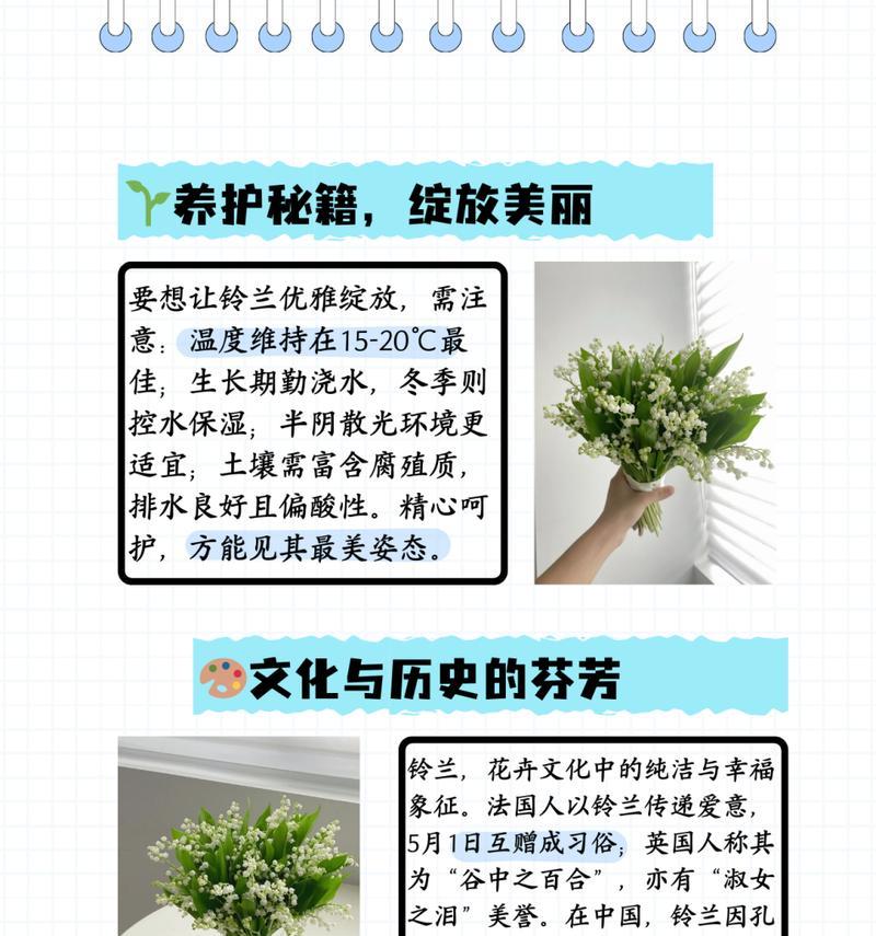 铃兰花的养护方法是什么？