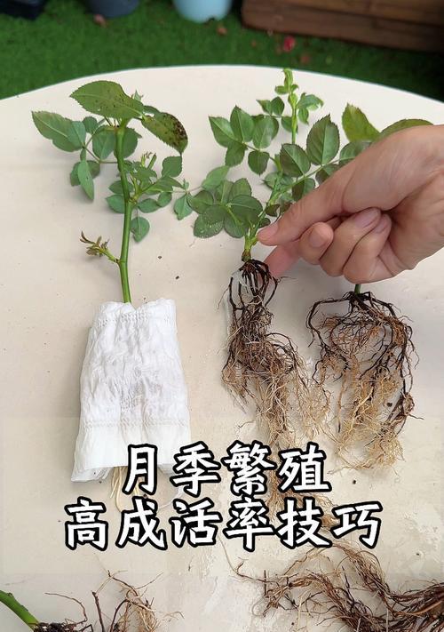 花卉有哪些繁殖方法？如何进行繁殖？
