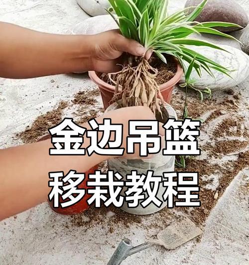 花卉有哪些繁殖方法？如何进行繁殖？