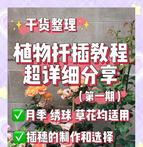 光棍树扦插繁殖的技巧是什么？