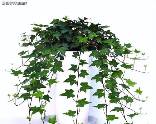 常春藤植物的养护方法是什么？