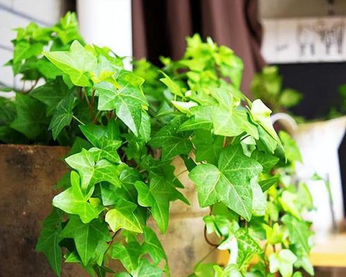 常春藤植物的养护方法是什么？