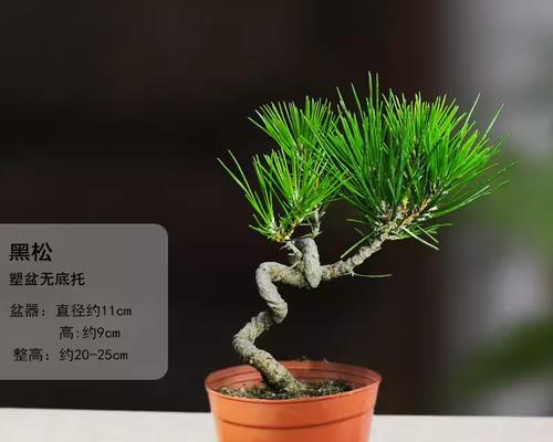 盆景艺术的魅力在哪里？露根、丛树与微型盆景的养护方法是什么？