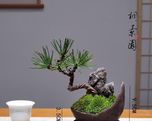 盆景艺术的魅力在哪里？露根、丛树与微型盆景的养护方法是什么？