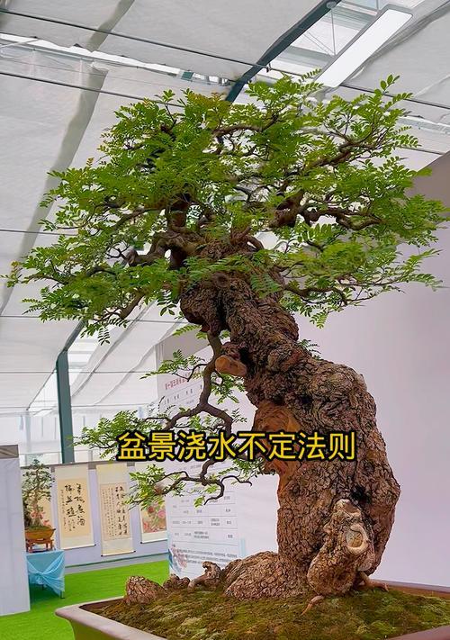 盆景艺术的魅力在哪里？露根、丛树与微型盆景的养护方法是什么？