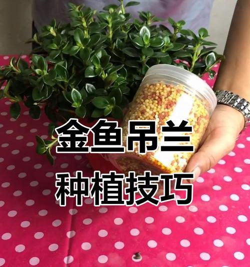 金鱼吊兰盆栽的养护方法是什么？如何选择独特的绿植？