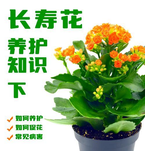 含笑花的养护指南是什么？