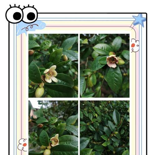 含笑花的养护指南是什么？