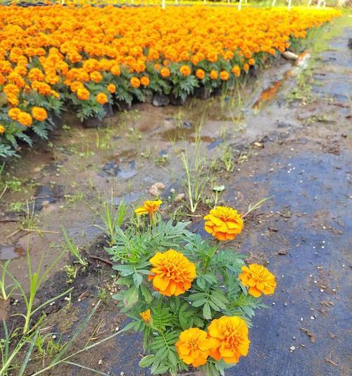 秋季菊花万寿菊的种植和养护指南是什么？