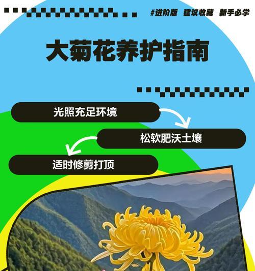 秋季菊花万寿菊的种植和养护指南是什么？