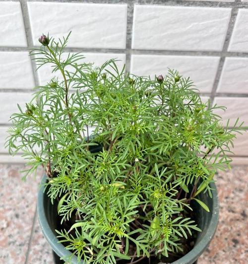 波斯菊的种植与养护指南是什么？