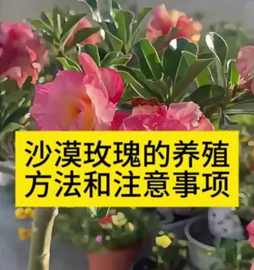 沙漠玫瑰的养殖方法与技巧是什么？