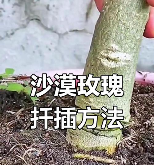 沙漠玫瑰的养殖方法与技巧是什么？