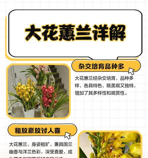 惠兰不开花的原因是什么？