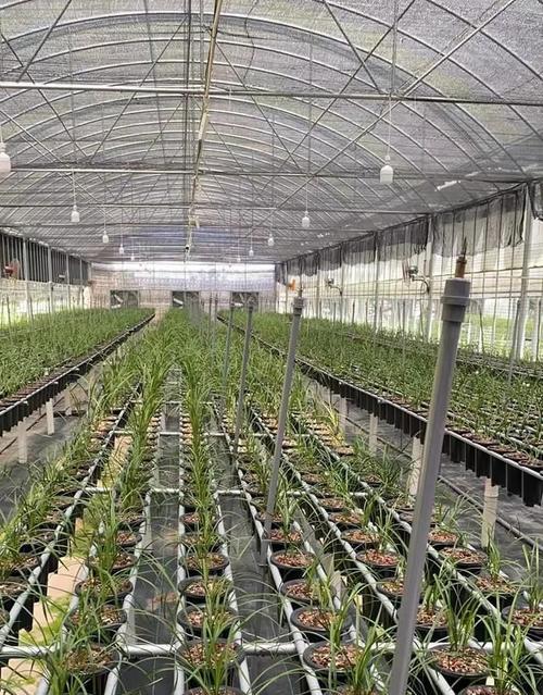 惠兰不开花的原因是什么？