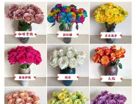 玫瑰品种的色彩和特性有哪些？如何探索它们的多样性？