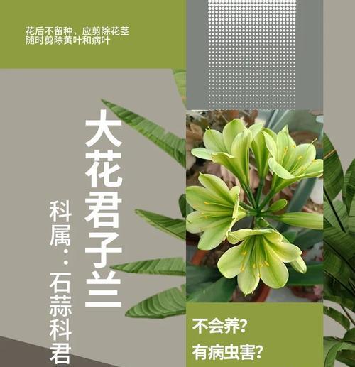 大颗君子兰彩兰的养护管理技巧是什么？