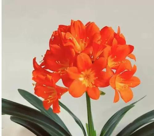 君子兰红色花苞出现的原因是什么？