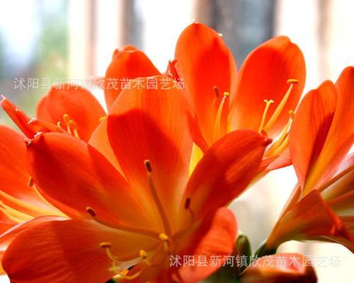 君子兰红色花苞出现的原因是什么？