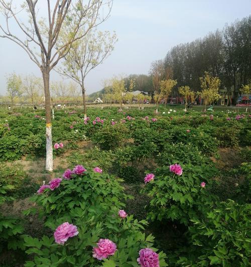如何实现牡丹花的绿色养护？