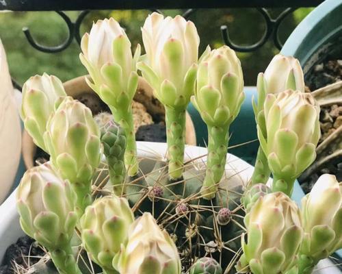 清明时节仙人球开花该如何处理？