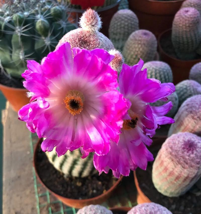 清明时节仙人球开花该如何处理？