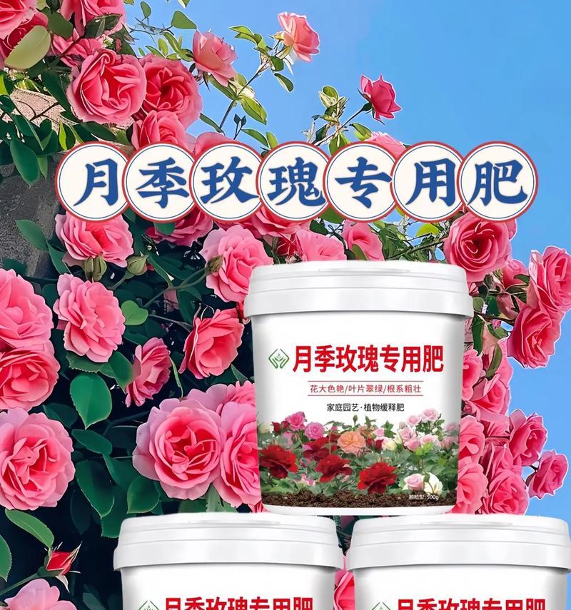 适合干枯玫瑰花的专用肥料有哪些？