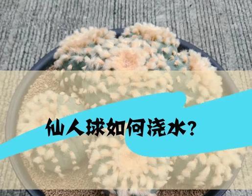 赤凤仙人球小苗的养护与管理技巧？