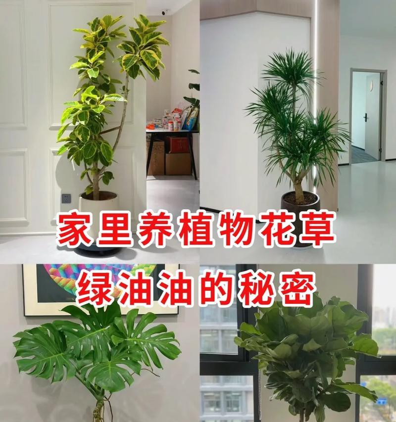 富贵竹水养君子兰的正确方法是什么？